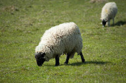 6387   Woolly sheep with thick fleece