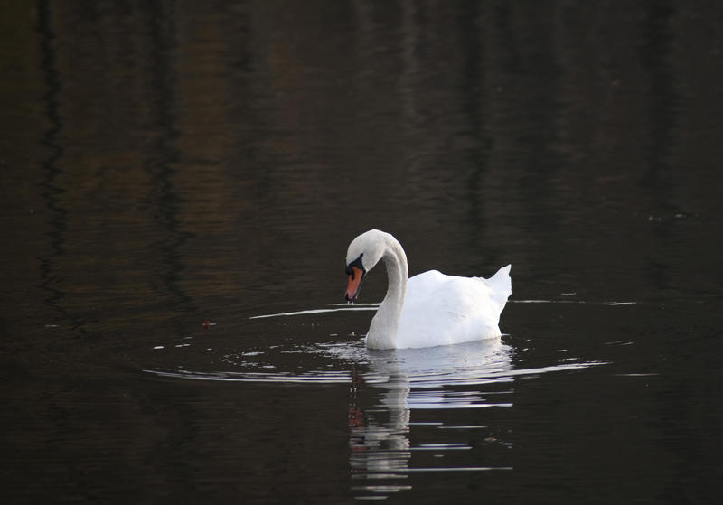 Free Stock Photo 6251 Beautiful white swan | freeimageslive