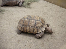 6411   Tortoise feeding in captivity