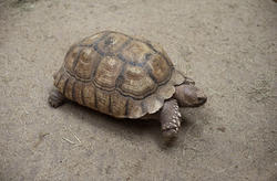 6388   Tortoise walking on dry ground