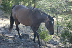 6390   Brown horse walking past