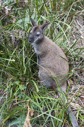 6414   Adult wallaby in grass