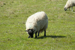 6391   Woolly sheep grazing in pasture