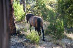 6415   Horse walking away