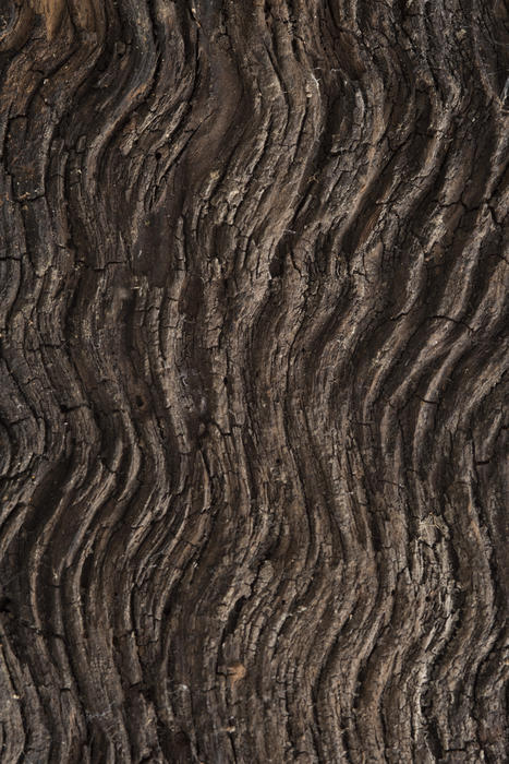 Wavy undulating natural brown old ridged wood background texture in a close up full frame view