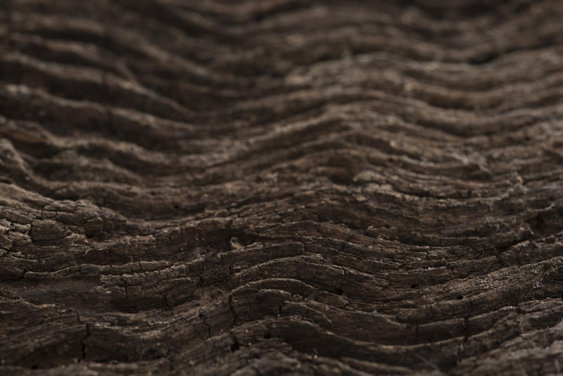 Old wood wavy tree bark texture of dark brown color, viewed in full frame close-up