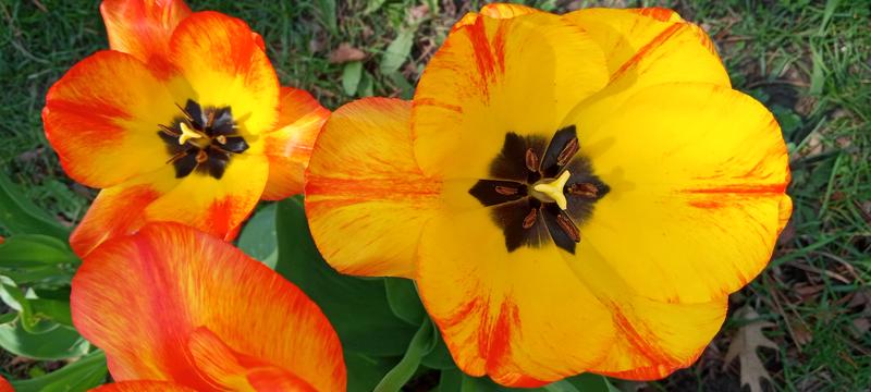 <p>Gorgeous yellow tulip</p>
Gorgeous yellow tulip