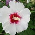 17970   White Flower