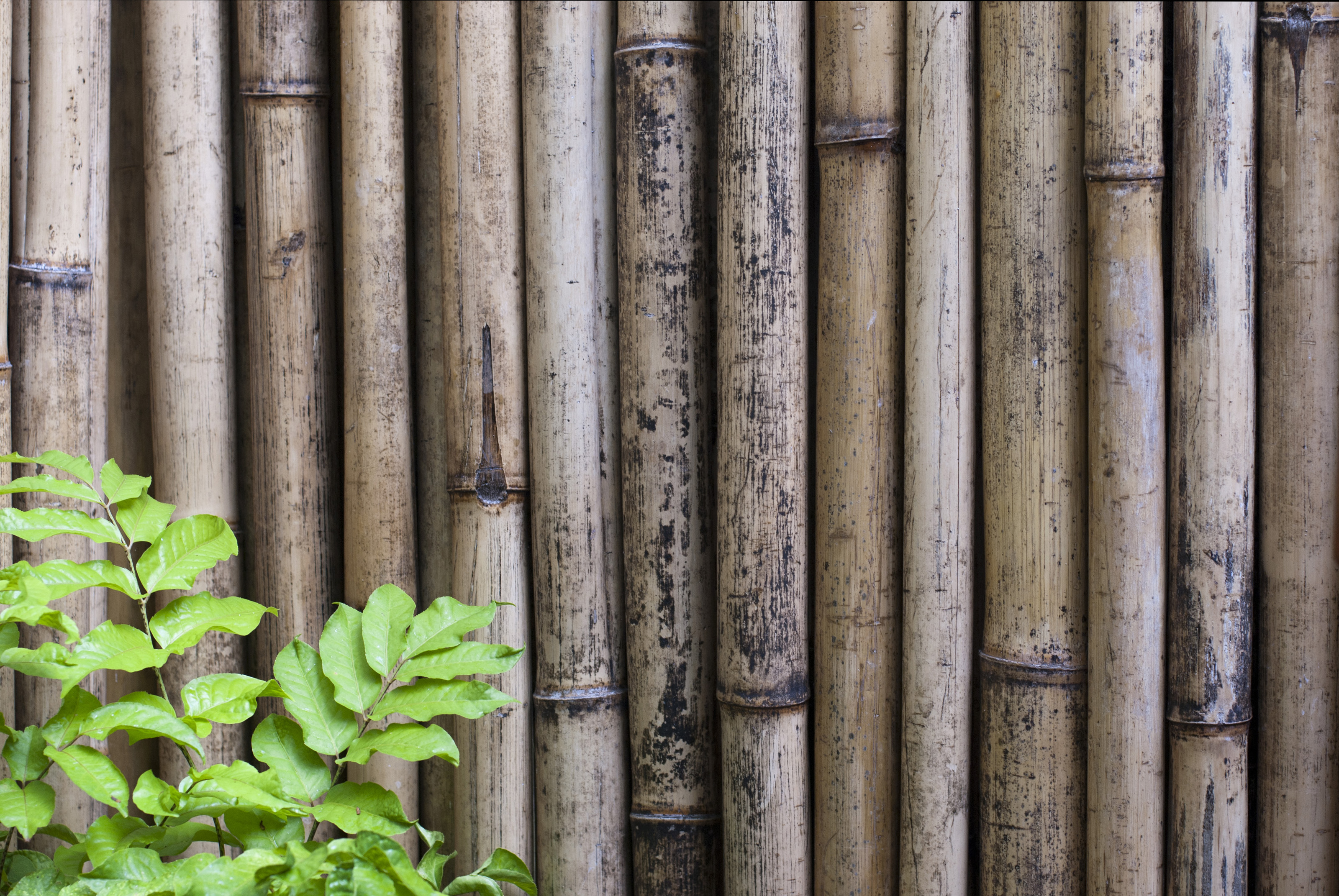 Dry bamboo wood background, Stock image